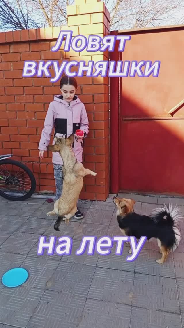 Дрессировка: собаки ловят на лету