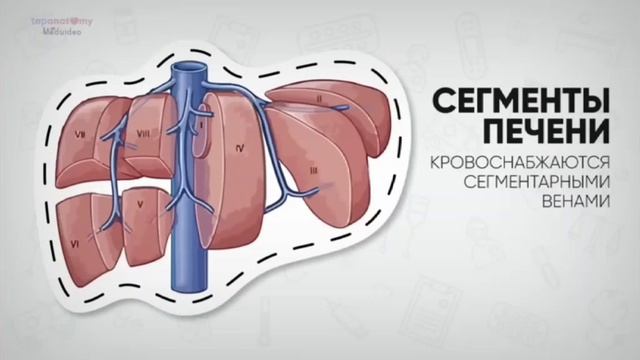 о печени