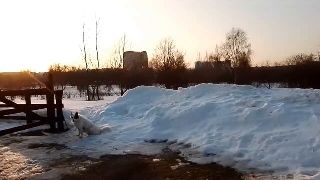 Нади прогноз. Диагностика по пульсу. Васант Лад