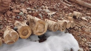 Огородный сезон открыт.