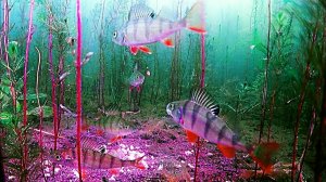 Подводная камера для рыбалки.