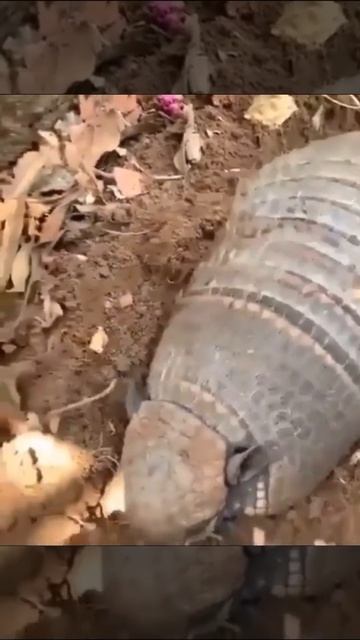 Решил покопаться в огороде, о ужас!!!