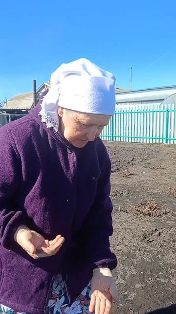 Фәридә һәм Фәрит Фәтхулловлар бакчасында 44 төп ремонтант кура җиләге үсә.