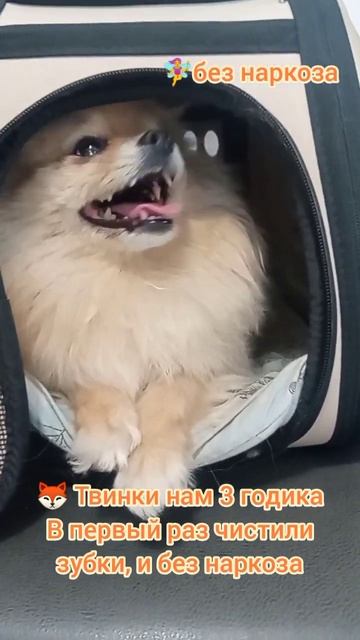 Твинки нам 3 годика. В первый раз чистили зубки и без наркоза.  собака