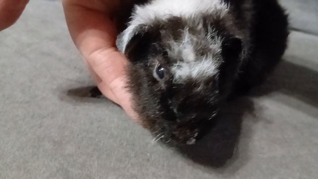 американский тедди бело-чёрный, возраст 1 месяц, питомник Zlato Vlaska