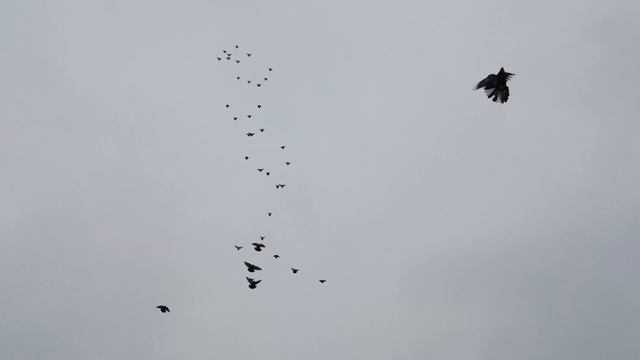 Николаевские Голуби