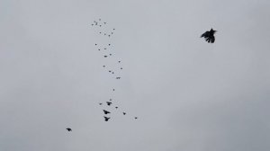 Николаевские Голуби