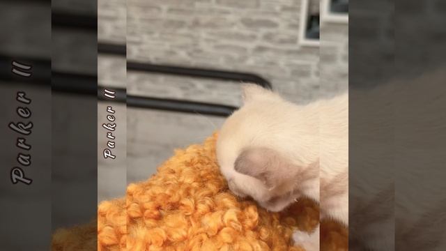 Шоколадный бурманский котёнок Parker II  Freya Way