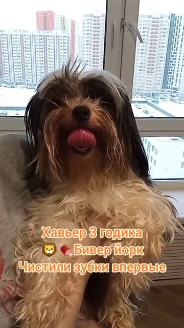 авьер 3 годика Бивер йорк, Чистили зубки впервые