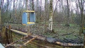 LIVE: На лесной опушке. Природа онлайн