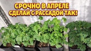 ДЕЛАЮ ТАК с РАССАДОЙ ТОМАТОВ за 2 недели до высадки!