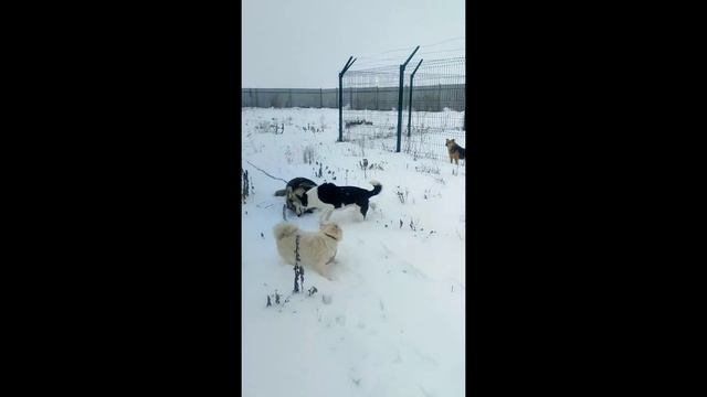 Гера в поисках дома