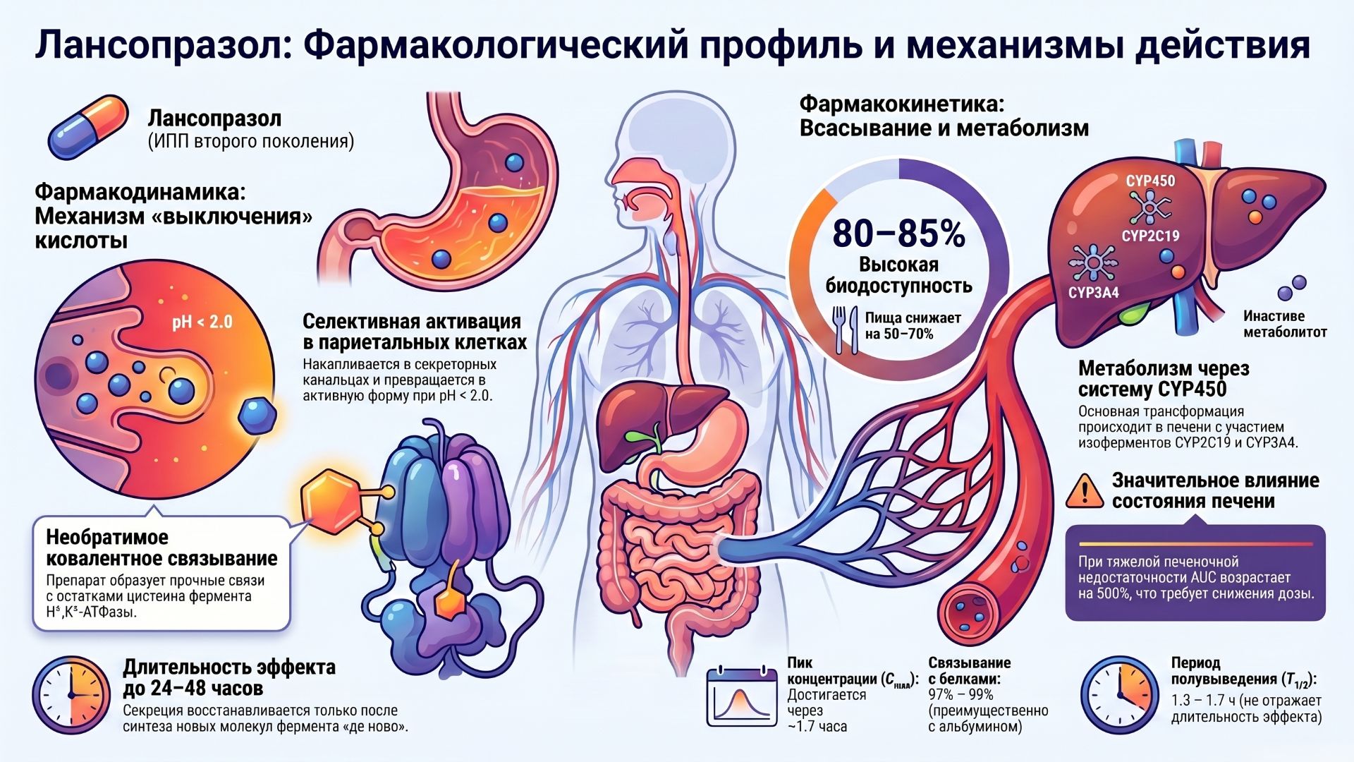 Лансопразол: фармакокинетика, фармакодинамика, фармакогенетика
