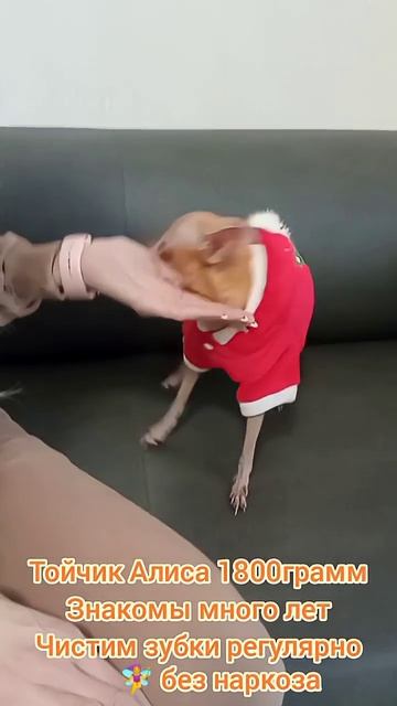 Тойтерьер Алиса 1800 грамм лет чистим зубки много раз
