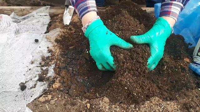 Рассаднвц 2026 гпересадка петунии в горшки