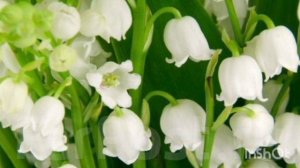 Спасибо, жизнь. Альт.