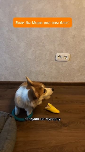 Твоя подписка  лучший хвостовый лайк  корги озвучка corgi dogtalk милота shorts
