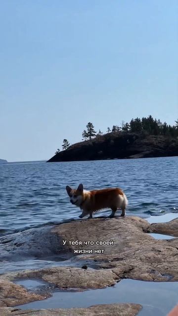 Подписка  ежедневная доза корги корги смешныевидео funnydogs corgi tiktok shorts