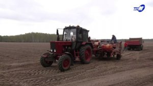 «Экспериментальная база «Криничная» начала посадку второго хлеба белорусов – картофеля