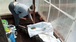 посадка однолетников