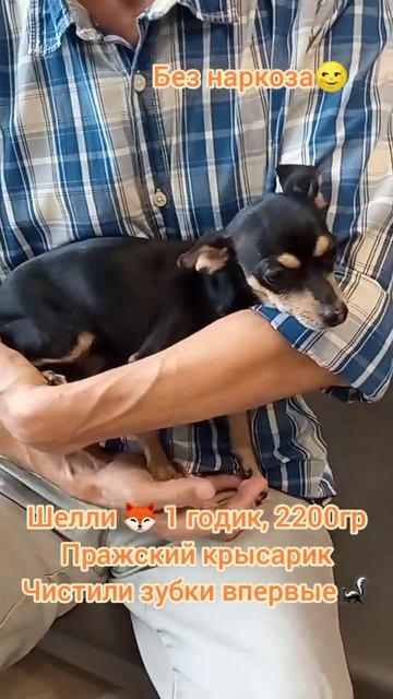 Шелли  1 годик 2200гр Пражский крысарик. Чистили зубки впервые  собака