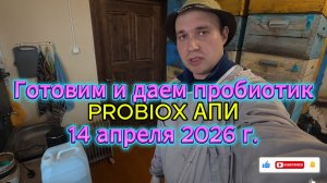 Готовим и даем пробиотик PROBIOX АПИ 14 апреля 2026 г.