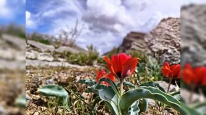 Кентау. Хантагы, горы, тюльпаны. Апрель 2026 года.