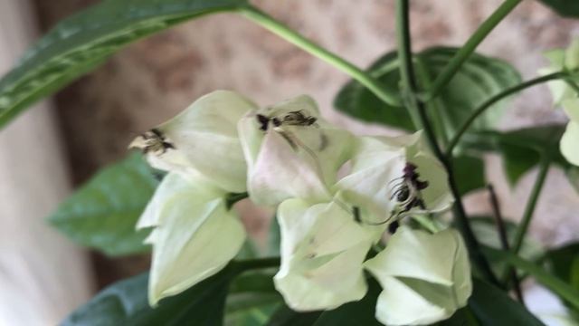 Цветение Фиалок