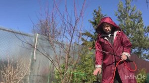 Обзор сада | первая обработка эпином