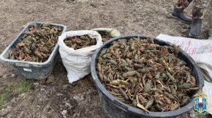 Ростовские полицейские вернули в водоём более 2 000 раков, пойманных браконьерами