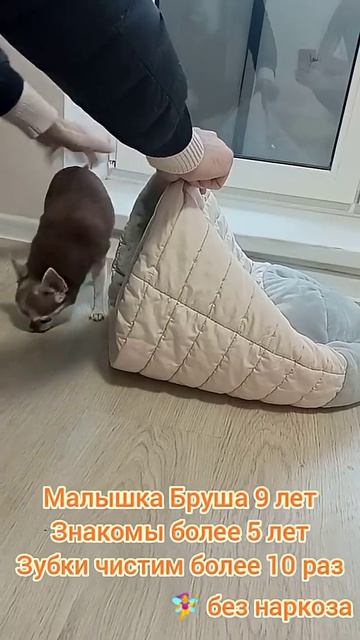 Чихуа Бруша 9 лет чистим зубки 4 раз интервал пол года