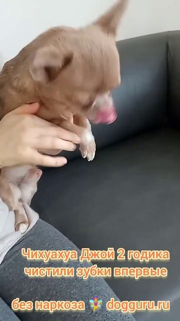 Чихуа Джой 2 годика чистим зубки впервые