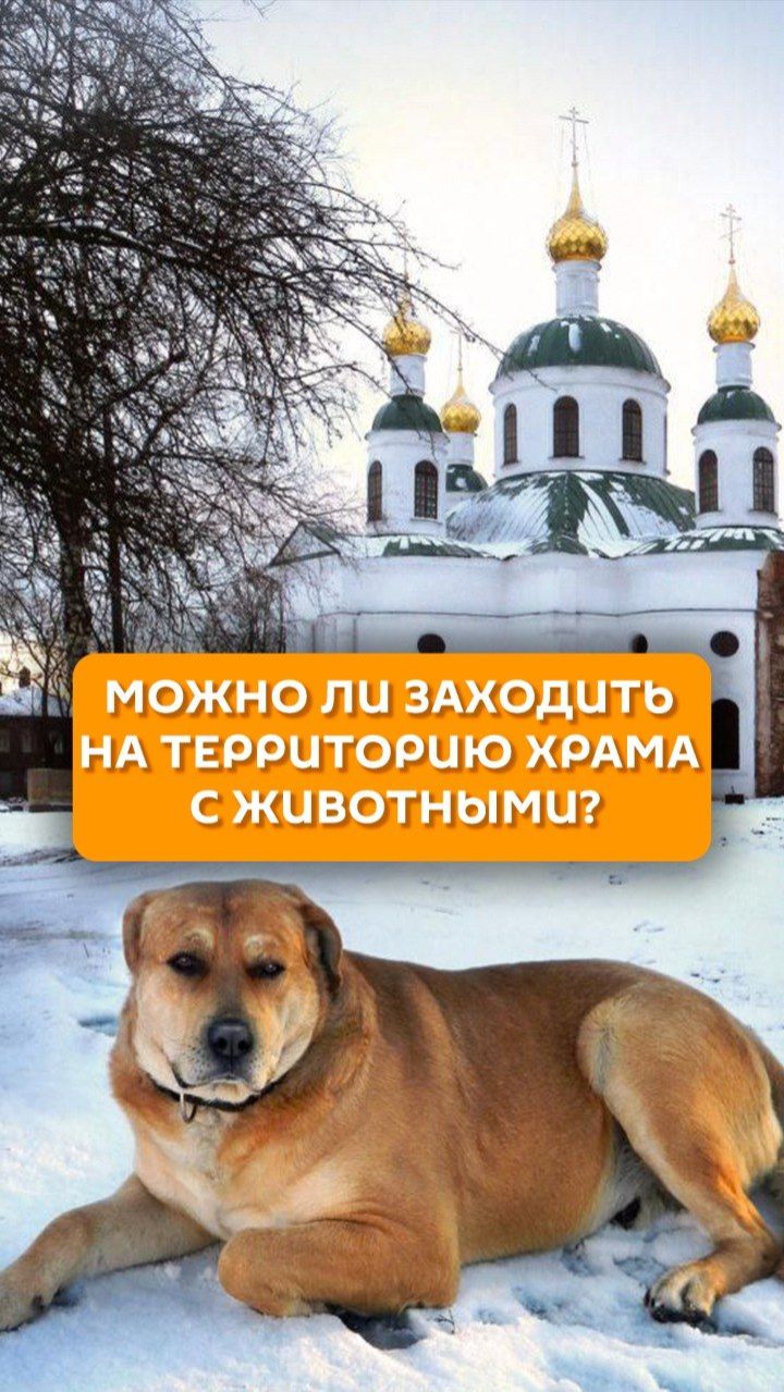 Можно ли заходить на территорию храма с животными?