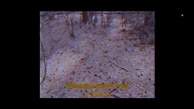 Магнитошатинская область (Внешний лес)