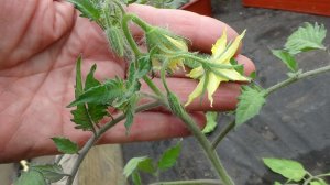 Этот минусинский томат выращиваю в теплице каждый год! Уже высадила. 16.04.2026.