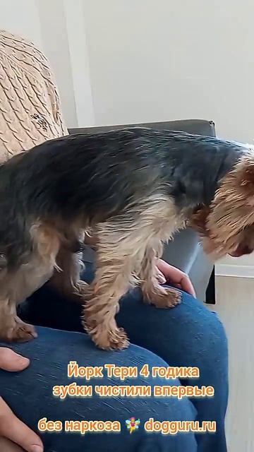 Йорк Тери 4 годика, чистим зубки впервые