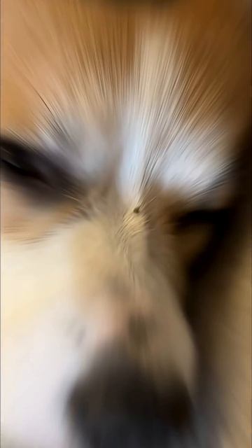 Любите коржиков? Тут они каждый день подписывайся