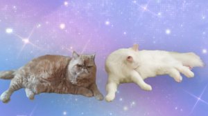 Софи и Буся Коллаб