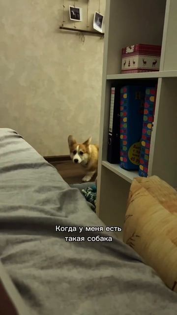 Видео каждый день