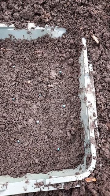 Сею капусту в открытый грунт: распределяю поливаю засыпаю и жду всходы.