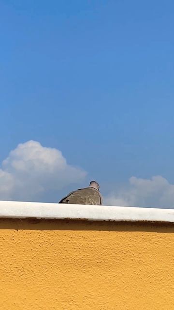 Птица  будит нас  каждое утро  