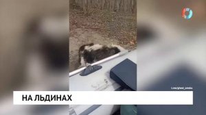 Спасли собаку