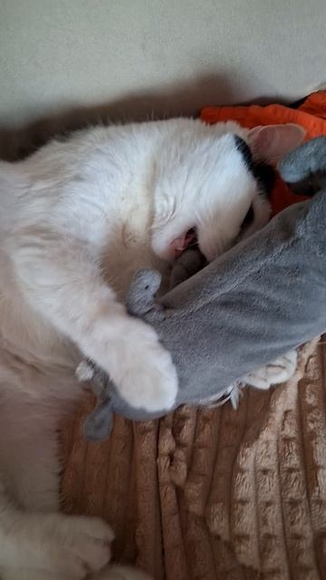 Роки играет