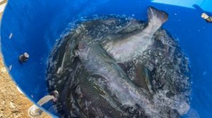 Привоз шикарной партии форели, навеска до 2,5 кг