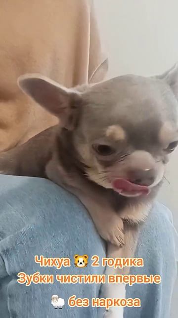 Чихуа 2 годика, чистим зубки впервые