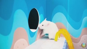 Приключение хомячка в красочном лабиринте - миссия: убежать от плохих игрушек! часть 9