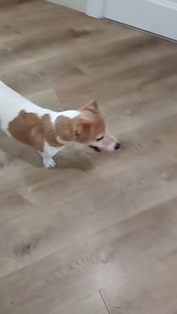 Джек-рассел Тей 8 лет, знакомы 5 лет, чистим зубы раз в год