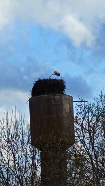 Зарождение семьи аистов ❤️