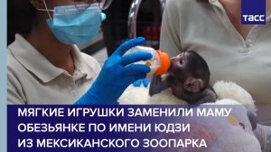 Мягкие игрушки заменили маму обезьянке по имени Юдзи из мексиканского зоопарка