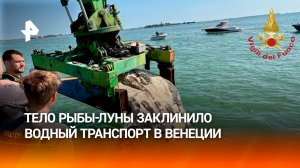 Луна-рыба весом более тонны вызвала транспортный коллапс в Венеции